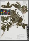 Foto von Salix appendiculata Vill.